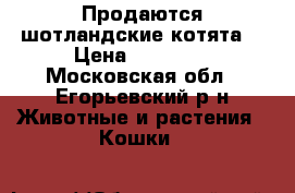 Продаются шотландские котята  › Цена ­ 15 000 - Московская обл., Егорьевский р-н Животные и растения » Кошки   